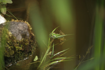 mała zielona żabka w oczku wodnym