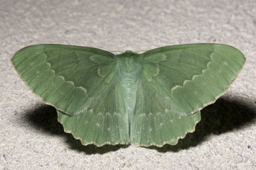 Large Emerald Moth Close Up