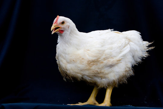 GRANJA DE AVES