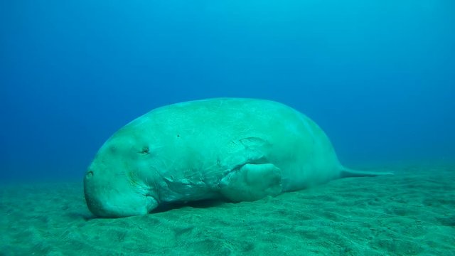 Dugong dugon sleeps on a sandy bottom swaying during the water - Abu Dabab, Marsa Alam, Red Sea, Egypt, Africa
