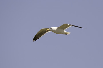 Gull Flying with Wings Spread