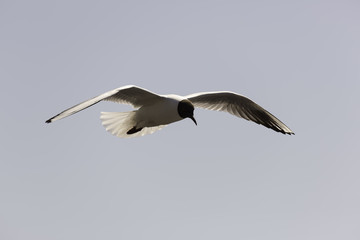 Obraz premium Black-headed gull Flying