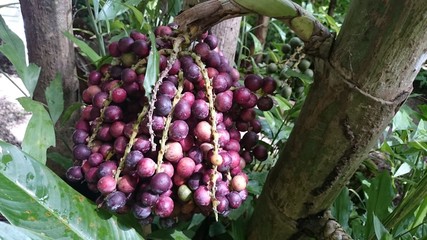 Purple fruit