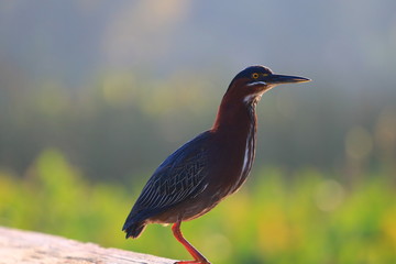 green heron