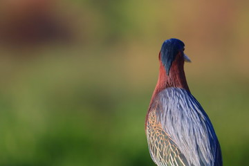 green heron