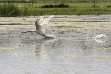 Mute Swan Taking Off