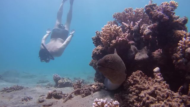 A man dives to the moray eel next to a coral reef - Abu Dabab, Marsa Alam, Red Sea, Egypt, Africa
