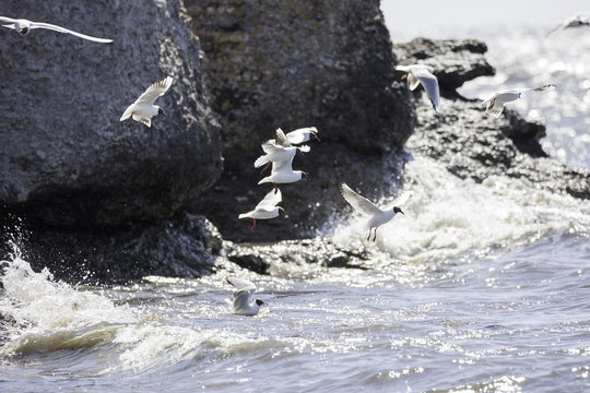 Black-headed gulls Flying over Water