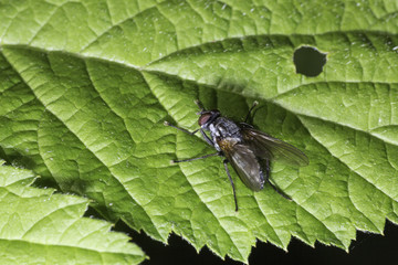 Fly on Green Leaf