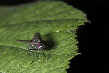 Fly on Green Leaf