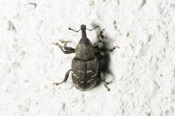 Large Pine Weevil Close Up