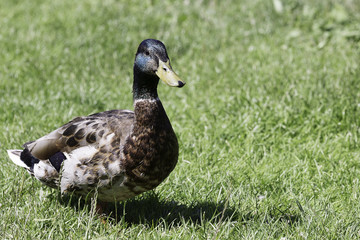 Male Mallard Close Up