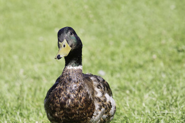 Male Mallard Close Up