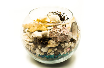 sea shells collection in a crystal vase on white isolated