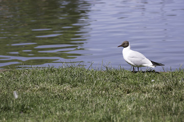 Black-headed gull in Grass by Water