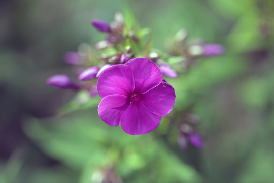 Fototapeta piękne kwiaty - floksy