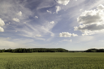 Obraz premium Wheat Field with trees and a partly cloudy sky