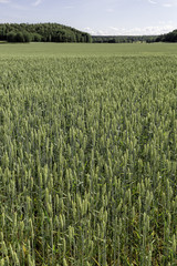 Wheat Field with trees and a partly cloudy sky