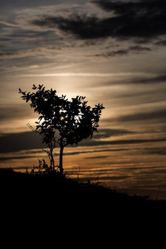 Tree silhouette at Sunset
