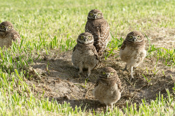 Naklejka premium Los búhos están calentándose con el sol de la mañana.