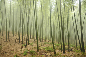 green bamboo forest
