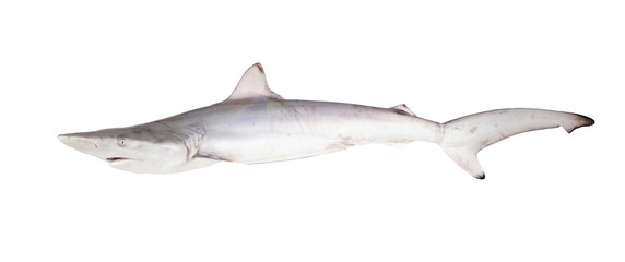  The Blacktip Reef shark (Carcharhinus limbatus).  Isolated on white background