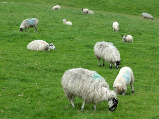 flock of sheep and lambs grazing in fields in yorkshire england