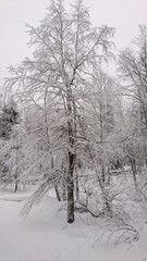 Fototapeta na wymiar Snow covered tree
