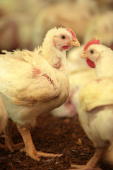 GRANJA DE AVES