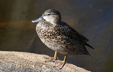Mallard
