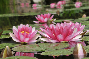 pink water lily