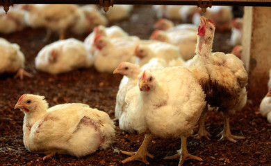 GRANJA DE AVES