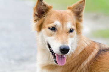 Close up brown dog face,Cute pet