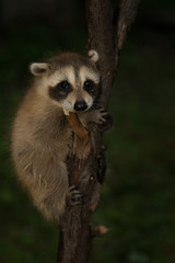 Baby raccoon