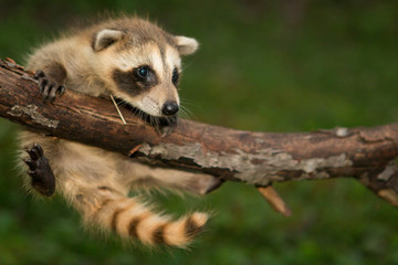 Baby raccoon hanging in there © Hamilton