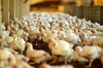 GRANJA DE AVES © Cesar Machado