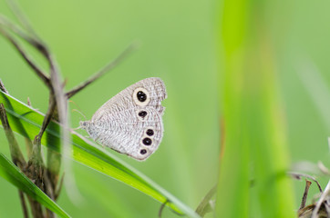 Fototapeta premium Beautiful butterfly in green field