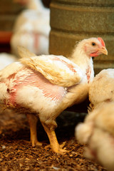 GRANJA DE AVES