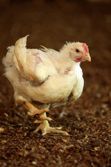 GRANJA DE AVES