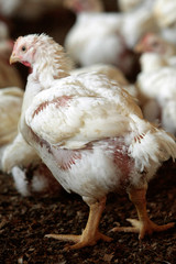 GRANJA DE AVES