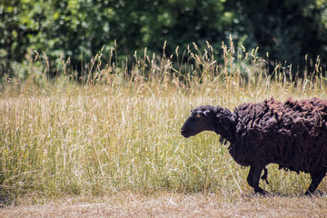 black sheep in a meadow background