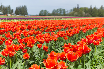 Spring Flowers