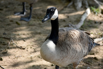 Canadian Honker