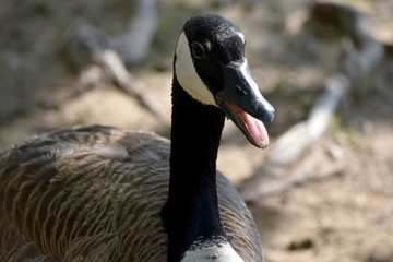Canadian Honker