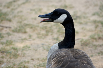 Canadian Honker
