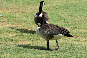 Canadian Honkers