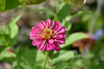 Fototapeta premium pink flower