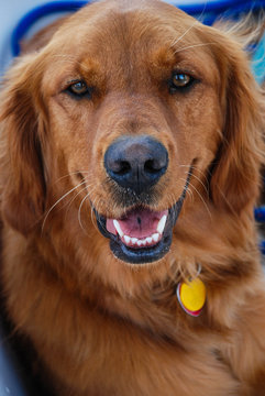 Headshot of Happy Golden Retriever