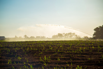 Sugar cane irrigation