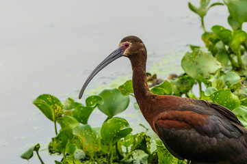 White-faced Ibis Profile